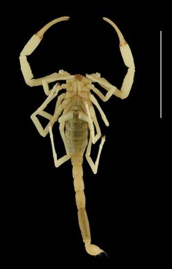 Vietbocap canhi female paratype, dorsal aspect - ZooKeys-071-001-g003-4.jpeg