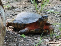 A wood turtle lifting its head slightly while on rocky soil.
