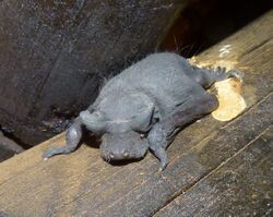 Young Angolan Free-tailed Bat (Mops condylura) (6021648155), crop.jpg