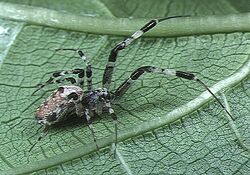 Zosis.geniculatus.female.1.-.tanikawa.jpg