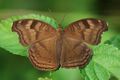 சாக்லேட் வசீகரன் - Chocolate pansy butterfly - Junonia iphita.jpg