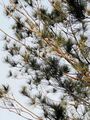 臺灣五針松 Pinus morrisonicola 20210415084410 08.jpg