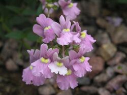 龍面花屬 Nemesia denticulata -英格蘭 Wisley Gardens, England- (9198101125).jpg