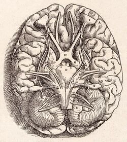 1543, Andreas Vesalius' Fabrica, Base Of The Brain.jpg