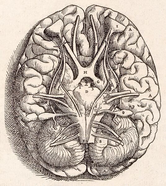 File:1543, Andreas Vesalius' Fabrica, Base Of The Brain.jpg