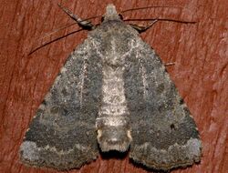 Abagrotis variata 01.jpg