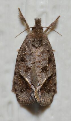 Acrolophus texanella – Texas Grass Tubeworm Moth (Paul Dennehy) (14722696363).jpg