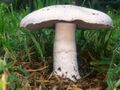 Agaricus campestris.jpg