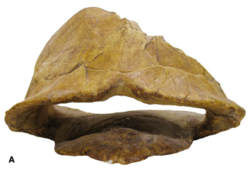 Alatochelon myrteum shell fossil.png
