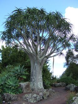 Aloe bainesii.JPG