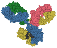 Surface model of an antibody at the molecular level