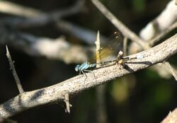 Argia rhoadsi imported from iNaturalist photo 14346785 on 5 June 2019.jpg