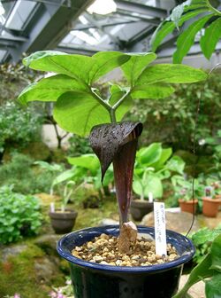 Arisaema sazensoo1.jpg