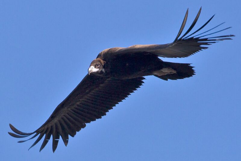 File:Black Vulture 1.jpg
