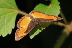 Black and orange (Vanessula milca latifasciata) female.jpg