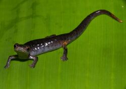 Bolitoglossa phalarosoma.jpg