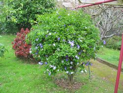 Brunfelsia latifolia (Habitus).jpg