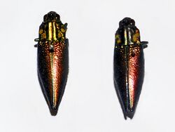 Buprestidae - Cyphogastra semipurpurea.JPG