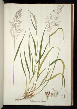 Calamagrostis villosa illustration (01).jpg