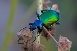 Calosoma sycophanta+Sardinien-2009-Thomas Huntke.jpg