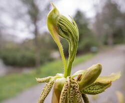 Carya glabra bud break.jpg