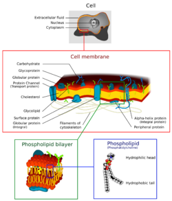 Cell membrane detailed diagram 4.svg