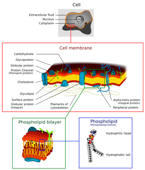 File:Cell membrane detailed diagram 4.svg
