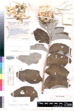 Centaurea imatogensis-BM000827616-S.jpg