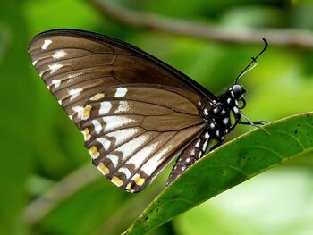 Common Mime Papilio clytia Form clytia by kadavoor.jpg