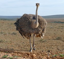 Common Ostrich (Struthio camelus) female ... (51584626132).jpg