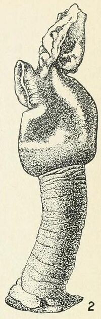 Illustration of "Conchoderma auritum"