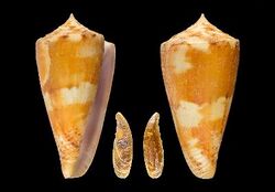 Conus massemini 001.jpg