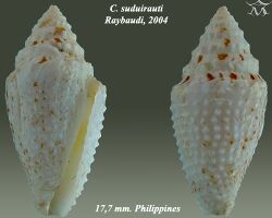 Conus suduirauti 2.jpg