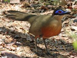 Coquerel's Coua RWD3 (cropped).jpg