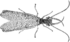 Corydalus cornutus illustration (rotated).png