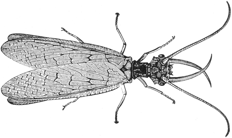 File:Corydalus cornutus illustration (rotated).png