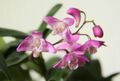 Dendrobium kingianum file picture.jpg