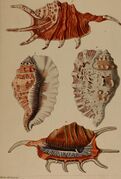 Die Flügelschnecken (Strombea) - in Abbildungen nach der Natur mit Beschreibungen (1845) (20888850646).jpg