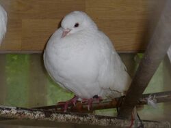 Dove 001.JPG