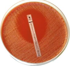 Bacteria are growing on an agar plate upon which a strip containing varying concentrations of antibiotics has been placed. An elliptical zone without growth is present around areas with higher concentrations of the antibiotic.