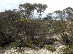 Eucalyptus dissimulata.jpg