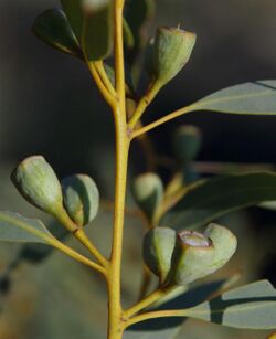 Eucalyptus eudesmioides fruit.jpg