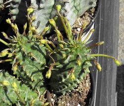 Euphorbiaspiralis.jpg