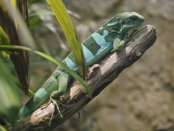 Fiji banded iguana in Vienna Zoo on 2013-05-12.png