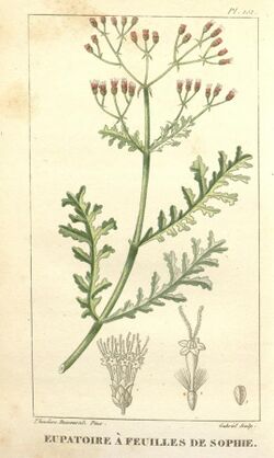 Flore médicale des Antilles, ou, Traité des plantes usuelles (Pl. 152) (8201993229).jpg