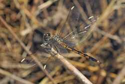 Four-spotted Pennant - Brachymesia gravida, Eastern Neck National Wildlife Refuge, Rock Hall, Maryland - 27616929904.jpg