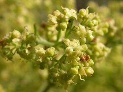 Galium angustifolium 2003-05-19.jpg