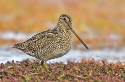 Gallinago stricklandii, Punta Arenas, Chile (260094433).jpg