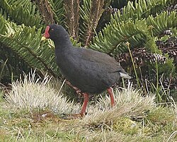 Gallinula comeri Beintema.jpg