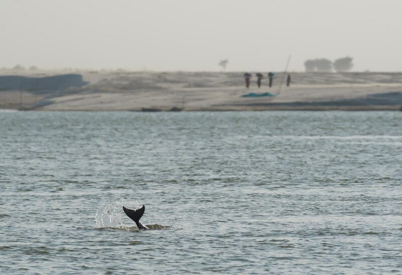 File:Gangetic Dolphin.jpg